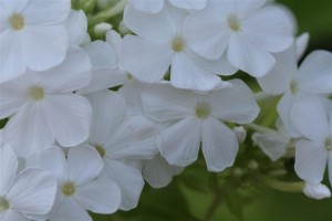 White Phlox