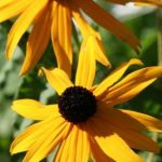 Black Eyed Susan Black Eyed Susan
