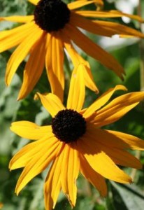 Black Eyed Susan