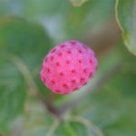 Dogwood Berry Dogwood Berry