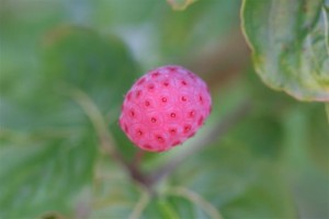 Dogwood Berry