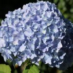 Hydrangea Blue Ball Hydrangea Blue Ball