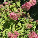 Hydrangea Red Hydrangea Red