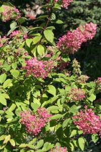 Hydrangea Red