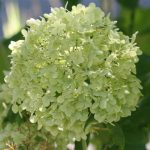 Hydrangea White Hydrangea White
