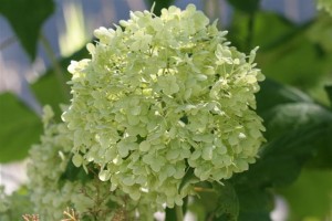 Hydrangea White