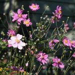 Japanese Anemone Japanese Anemone