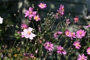 Japanese Anemone