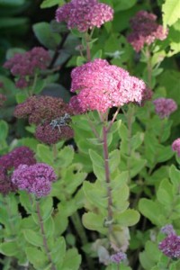 Sedum