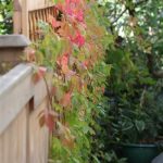 Virginia Creeper Virginia Creeper