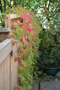 Virginia Creeper