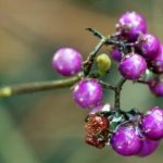 Beauty Berry Beauty Berry