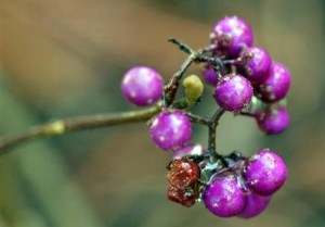 Beauty Berry