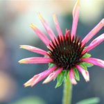 Echinacea 'Twilight' Echinacea 'Twilight'
