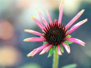 Echinacea 'Twilight'