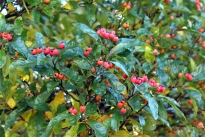 Hawthorn Berries