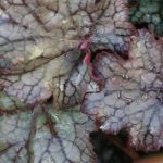 Heuchera 'Blackberry' Heuchera 'Blackberry'