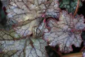 Heuchera 'Blackberry'