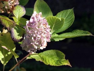 Hydrangea 'Blue Ball'