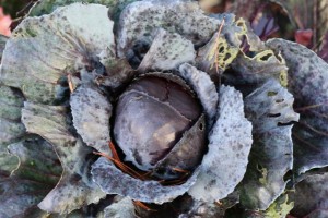 Red Cabbage