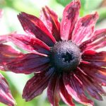 Rudbeckia 'Cherry Brandy' Rudbeckia 'Cherry Brandy'