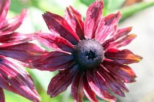 Rudbeckia 'Cherry Brandy'