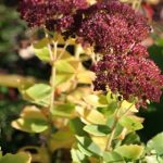 Sedum Autumn Joy Sedum Autumn Joy