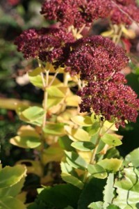 Sedum Autumn Joy