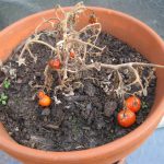 Tomato Blight