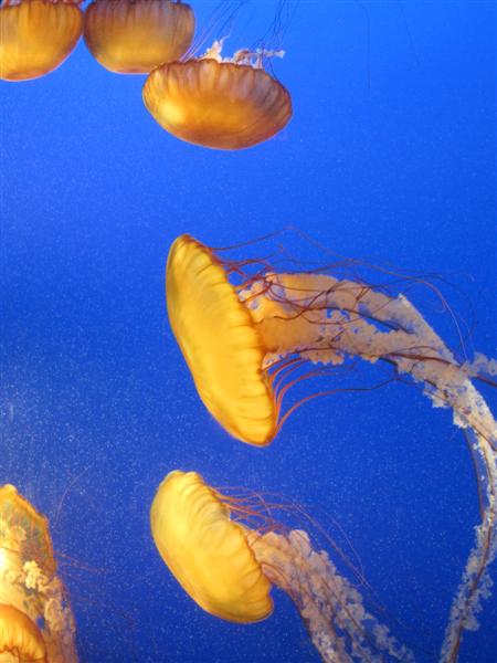 Vancouver Aquarium Jellyfish