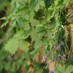 Lavender Drying on Virginia Creeper (Small) Lavender Drying on Virginia Creeper (Small)