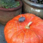 Rock Spider on Cinderella Pumpkin Rock Spider on Cinderella Pumpkin