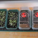 Seed Starting in Self Watering mini greenhouses (Small)