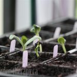 Seed starting 101 seed trays for Super Sow Sunday