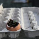 Egg Shell and Egg Carton Seed Starters
