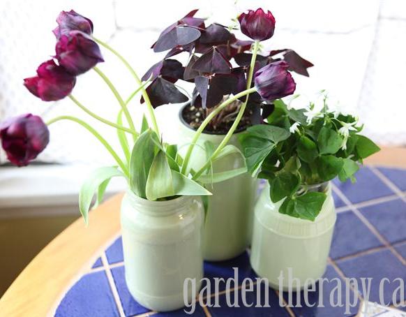 Oxalis regnellii Mason Jar planters (Small)
