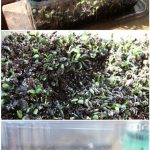 Sunflower microgreen Sprouts March 5. (Medium) Sunflower microgreen Sprouts March 5. (Medium)