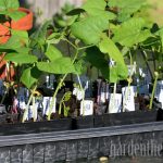 Bean seedling seed starting
