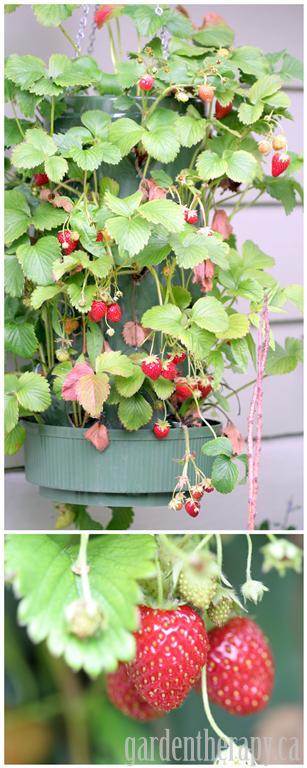 Hanging Strawberry Bag Planter with lots of berries (Medium) Hanging Strawberry Bag Planter with lots of berries