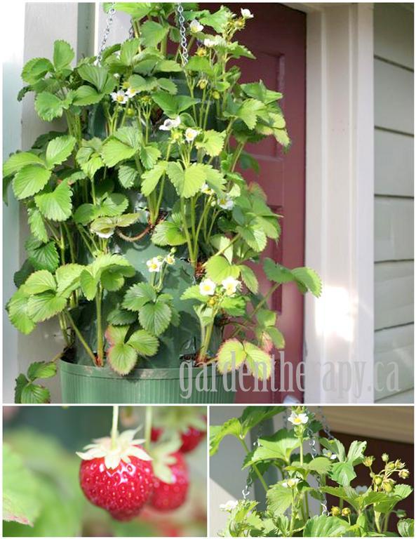 Growing Strawberries in Hanging Containers