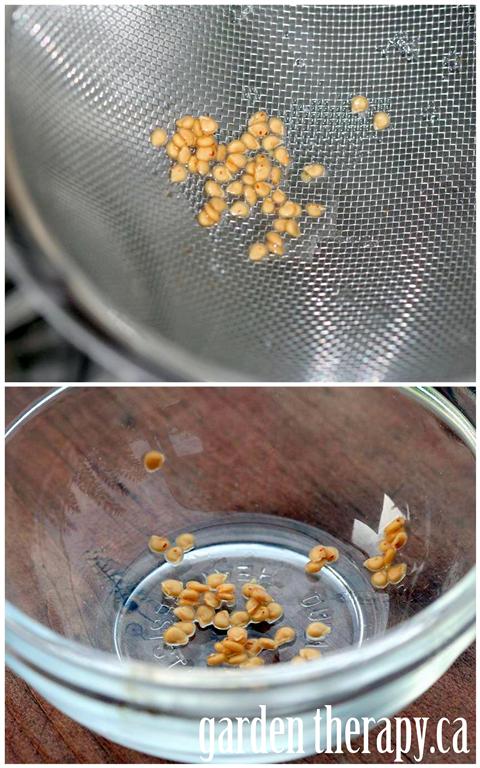 How to Save Heirloom Tomato Seeds via www.gardentherapy.ca How to Save Heirloom Tomato Seeds