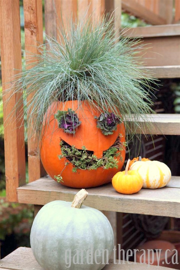 a Jack o lantern planter with grass ornamental kale and hens and chicks a Jack o lantern planter with grass ornamental kale and hens and chicks