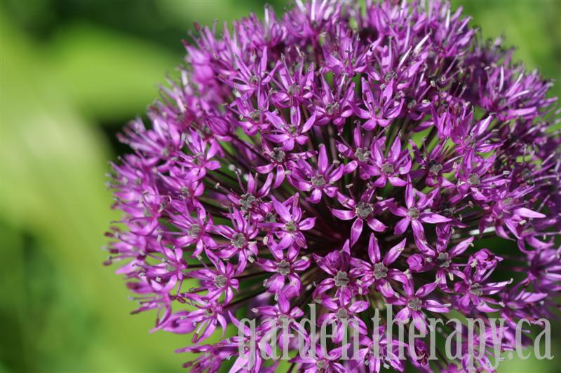 Allium Purple Sensation Allium Purple Sensation