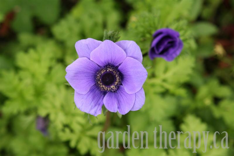 Anemone de Caen - 'Mr. Fokker' Anemone de Caen - 'Mr. Fokker'