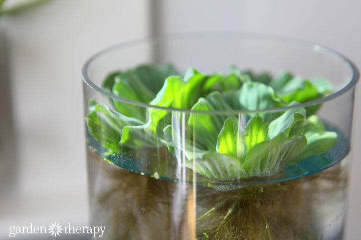 water lettuce indoor garden