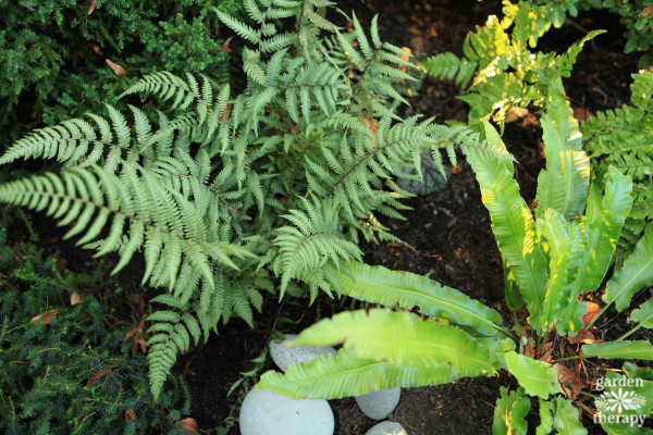 Japanese Painted Fern and Hart's-Tongue Fern
