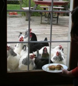 Chickens begging for pancakes. I wonder why?