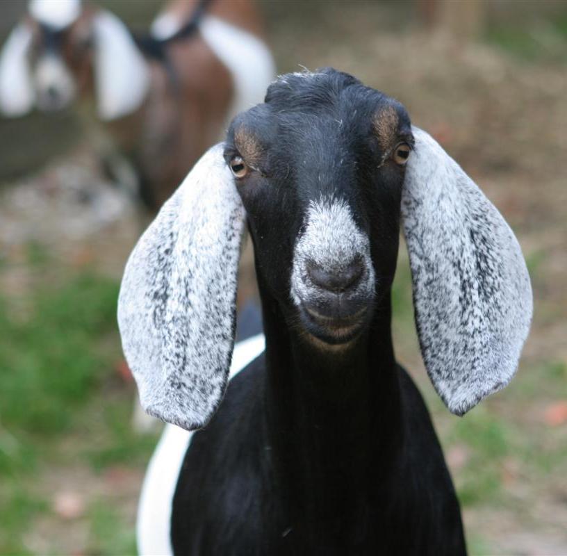 This is Brandon, one of the 3 male goats