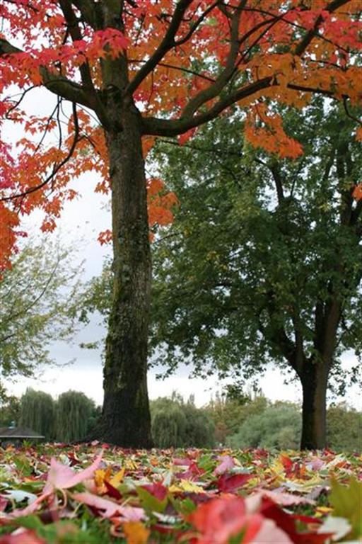October Foliage Vancouver Fall Foliage in John Hendry Park, Vancouver, BC.