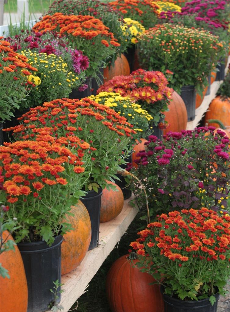 asters and pumpkins showing off amazing autumn colour